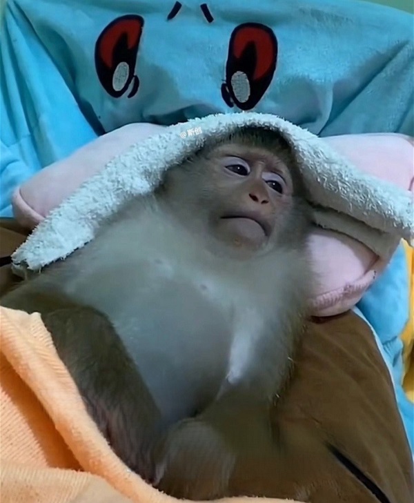 Khỉ meme 15