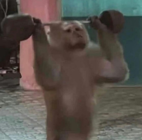 Khỉ meme 19