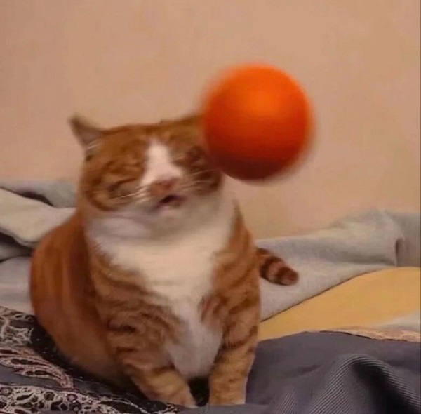  meme ê 10