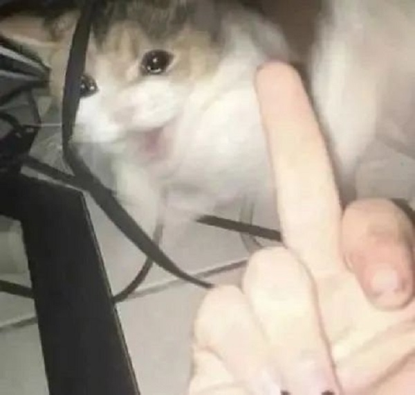 Meme ngón giữa 7